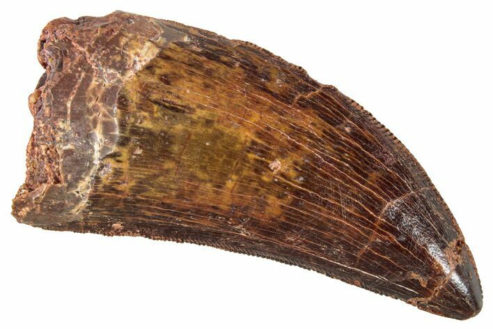 Serrated, Carcharodontosaurus Tooth - Real Dinosaur Tooth #267758